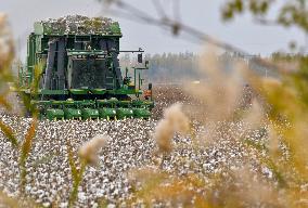 Xinhua Headlines: Xinjiang cotton -- the epitome of modern agriculture