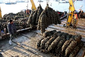 Oysters Harvest in Lianyungang