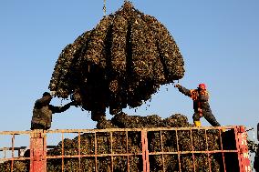 Oysters Harvest in Lianyungang