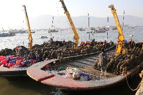 Oysters Harvest in Lianyungang