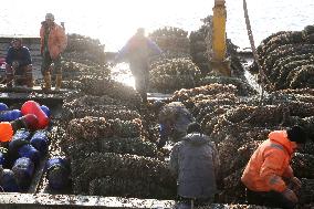 Oysters Harvest in Lianyungang