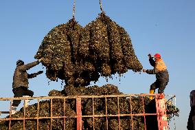 Oysters Harvest in Lianyungang