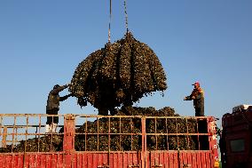 Oysters Harvest in Lianyungang