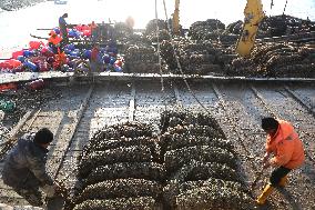 Oysters Harvest in Lianyungang