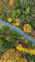 The Most Beautiful Forest Road in Guanshanhu Park in Guiyang