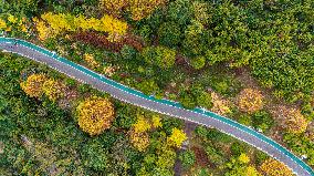 The Most Beautiful Forest Road in Guanshanhu Park in Guiyang