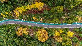 The Most Beautiful Forest Road in Guanshanhu Park in Guiyang