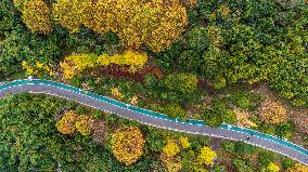 The Most Beautiful Forest Road in Guanshanhu Park in Guiyang