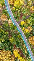 The Most Beautiful Forest Road in Guanshanhu Park in Guiyang