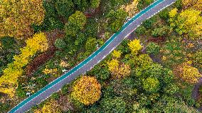 The Most Beautiful Forest Road in Guanshanhu Park in Guiyang