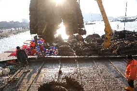 Oysters Harvest in Lianyungang