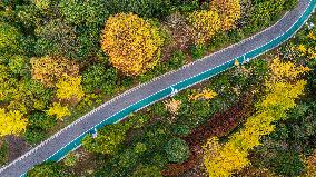 The Most Beautiful Forest Road in Guanshanhu Park in Guiyang