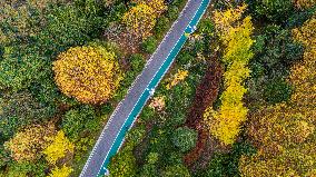 The Most Beautiful Forest Road in Guanshanhu Park in Guiyang