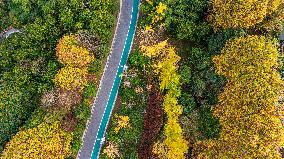 The Most Beautiful Forest Road in Guanshanhu Park in Guiyang