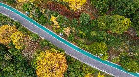 The Most Beautiful Forest Road in Guanshanhu Park in Guiyang