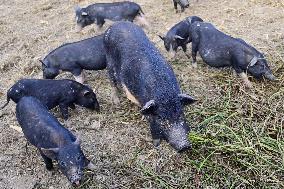 A Pig Farm in Qingzhou