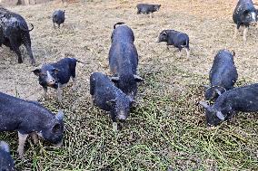 A Pig Farm in Qingzhou