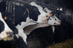 EHD Leaves A Trail Of 76 Dead Cows In Galicia - Spain
