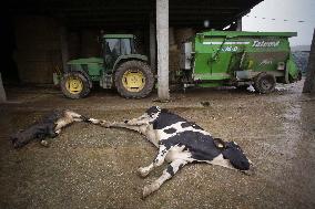 EHD Leaves A Trail Of 76 Dead Cows In Galicia - Spain