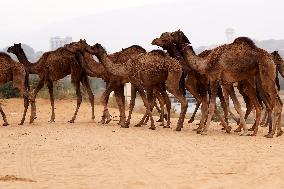 World's Largest Camel Fair - Pushkar