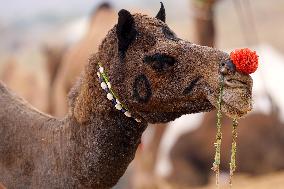 World's Largest Camel Fair - Pushkar