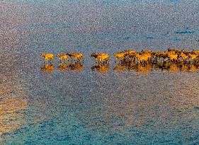 Elks Run in Dafeng Elk National Nature Reserve in Yancheng