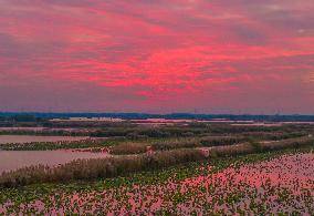 Hongze Lake Wetland at Sunset in Suqian