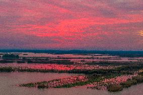 Hongze Lake Wetland at Sunset in Suqian