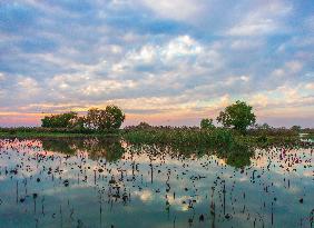 Hongze Lake Wetland at Sunset in Suqian