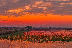 Hongze Lake Wetland at Sunset in Suqian