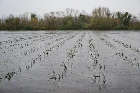 Harvesting Leeks Underwater - Charente-Maritime