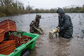 Harvesting Leeks Underwater - Charente-Maritime