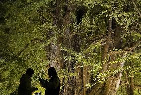 Giant ginkgo tree in northeastern Japan