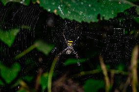 Animal India - Argiope Aetherea - Orb-web Spider