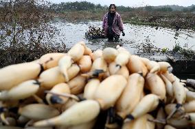 Farmers Digs Lotus Roots in Zixing