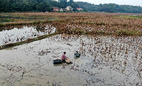 Farmers Digs Lotus Roots in Zixing