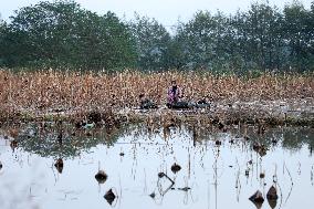 Farmers Digs Lotus Roots in Zixing