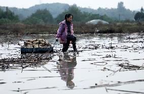 Farmers Digs Lotus Roots in Zixing