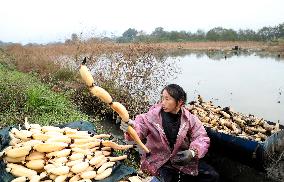 Farmers Digs Lotus Roots in Zixing