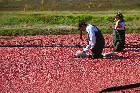 Tourists Take Part In The Cranberry Plunge