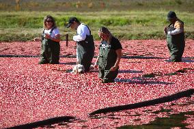 Tourists Take Part In The Cranberry Plunge