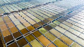 Salt Field in Yancheng