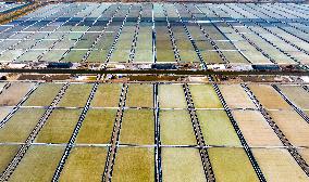 Salt Field in Yancheng