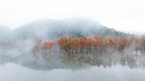 Fangtang Redwood Forest Scenic Spot in Xuancheng