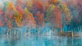 Fangtang Redwood Forest Scenic Spot in Xuancheng