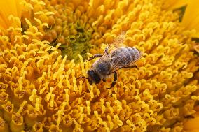 Honeybee Collecting Pollen From A Sunflower