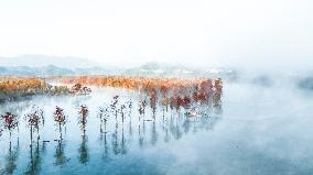 Fangtang Redwood Forest Scenic Spot in Xuancheng