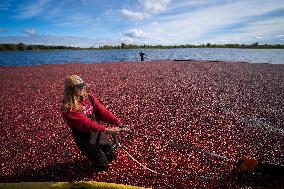 Cranberries Harvest - Minnesota