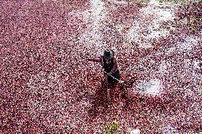 Cranberries Harvest - Minnesota