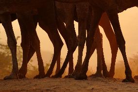 Camels At The Pushkar Fair In The Indian Desert State Of Rajasthan November 16, 2023.